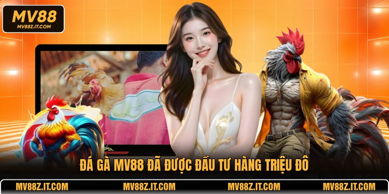 Đá gà MV88 đã được đầu tư hàng triệu đô