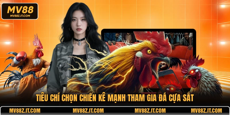 Tiêu chí chọn chiến kê mạnh tham gia đá cựa sắt